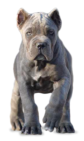 Buy cane corso puppies Miami usa