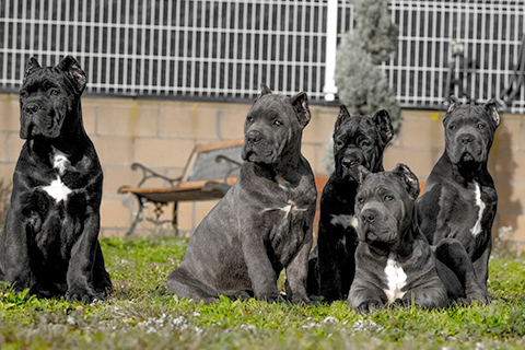 buy-cane-corso-in-miami-us.jpg