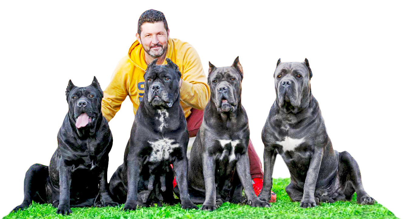 cane corso breeders miami usa italian mastiff