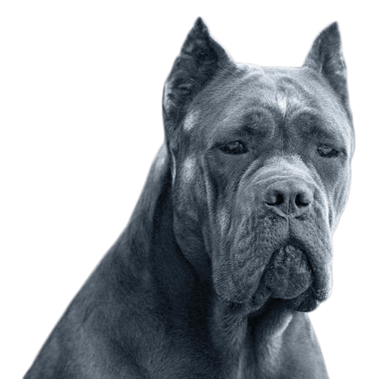 cane corso blue miami usa