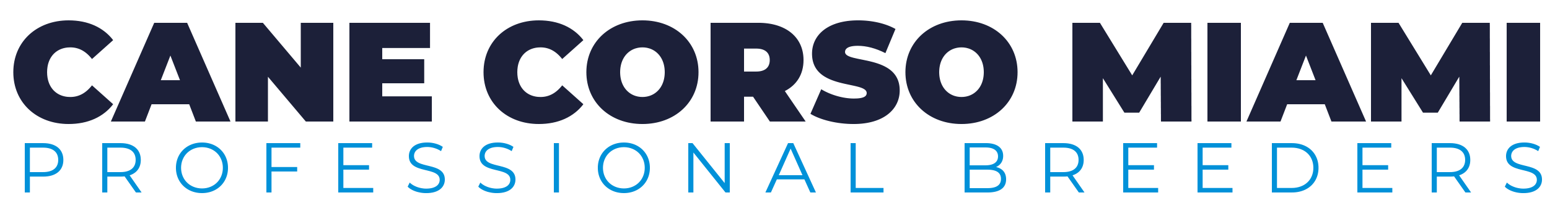 cane corso dog miami usa