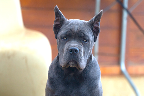 cane-corso-blue.jpg