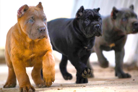 cane-corso-colors.jpg