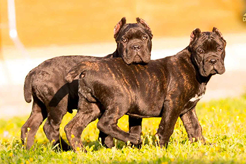 cane-corso-kennel-breeders-1.jpg