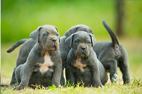 cane-corso-kennel-breeders.jpg