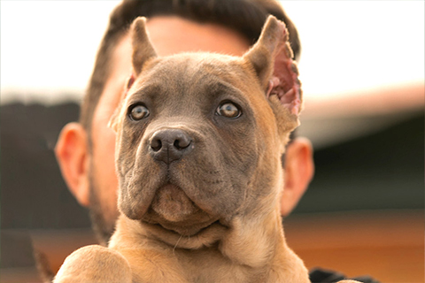 cane-corso-male-dog-3.jpg
