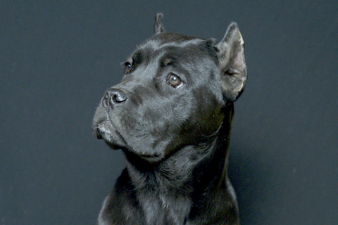 cane-corso-price-3.jpg