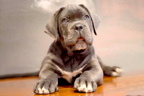 cane-corso-puppies-3.jpg