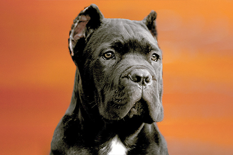 cane-corso-puppies-blue-for-sale-2.jpg