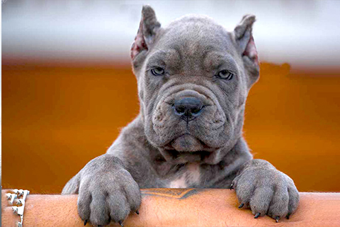 cane-corso-puppies-blue-for-sale-36.jpg
