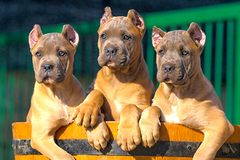cane-corso-puppies-for-sale-4.jpg