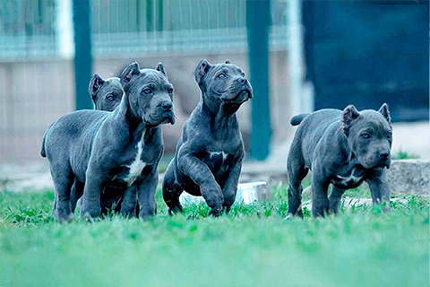 criadores-cane-corso-kennel-breeders-12.jpg