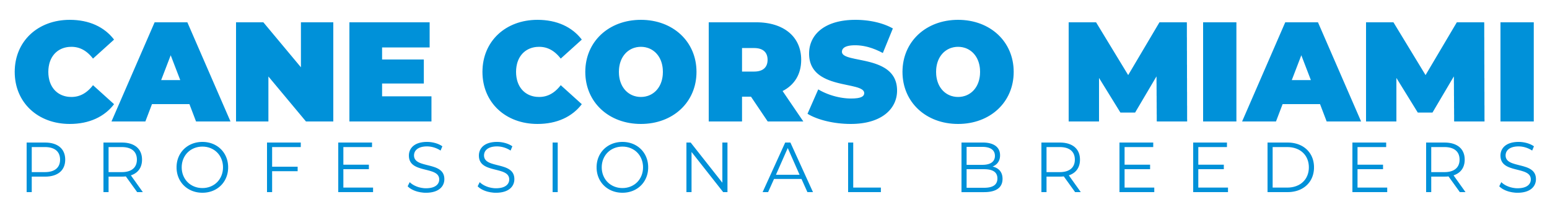 cane corso Miami USA