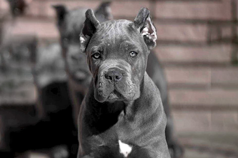 the-best-cane-corso-puppies.jpg